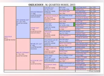 American Quarter Horse, Stallion, Foal (04/2025)
