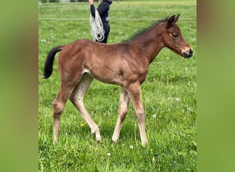 American Quarter Horse, Stallion, Foal (04/2026), Roan-Bay
