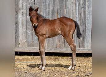 American Quarter Horse, Stallion, Foal (04/2026), Roan-Bay