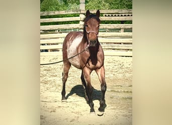 American Quarter Horse, Stallion, , Roan-Bay