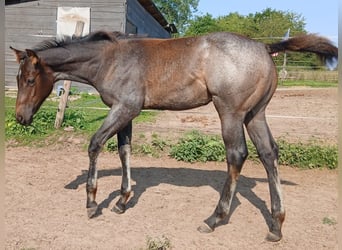 American Quarter Horse, Stallion, Foal (04/2025), Roan-Bay