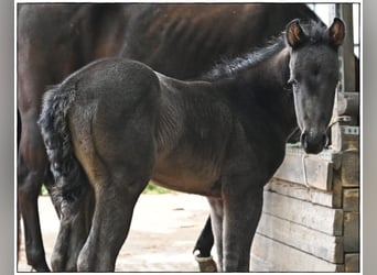 American Quarter Horse, Stallion, , Roan-Blue