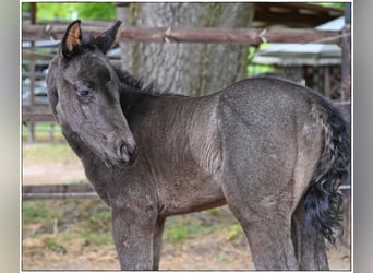 American Quarter Horse, Stallion, , Roan-Blue