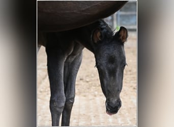 American Quarter Horse, Stallion, , Roan-Blue
