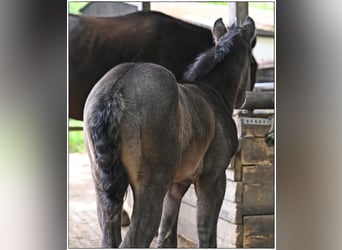 American Quarter Horse, Stallion, , Roan-Blue