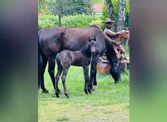 American Quarter Horse, Stallion, , Roan-Blue