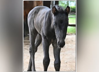 American Quarter Horse, Stallion, , Roan-Blue