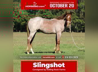 American Quarter Horse, Stallion, Foal (09/2025), Roan-Red