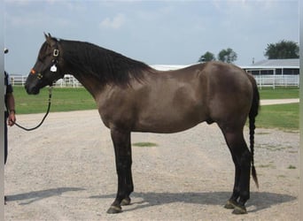 American Quarter Horse, Stallion, 20 years, 15.2 hh, Grullo