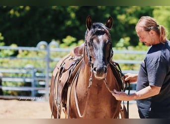 American Quarter Horse, Stallion, 10 years, 14,2 hh, Grullo