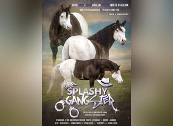 American Quarter Horse, Stallion, 6 years, 14.1 hh, Grullo