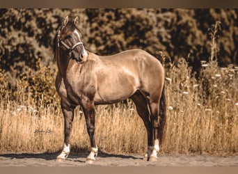 American Quarter Horse, Stallion, 4 years, 14.2 hh, Grullo