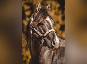 American Quarter Horse, Stallion, 4 years, 14.2 hh, Grullo
