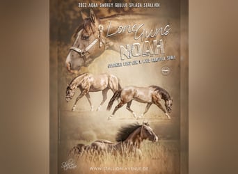 American Quarter Horse, Stallion, 4 years, 14.2 hh, Grullo