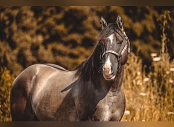 American Quarter Horse, Stallion, 4 years, 14.2 hh, Grullo