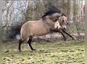 American Quarter Horse, Stallion, 13 years, 15 hh, Grullo