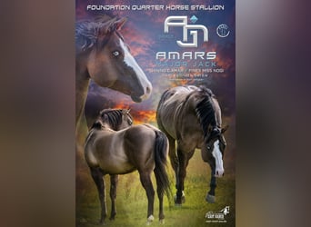 American Quarter Horse, Stallion, 4 years, 14.2 hh, Grullo