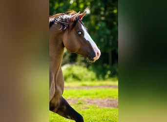 American Quarter Horse, Stallion, 4 years, 14.2 hh, Grullo