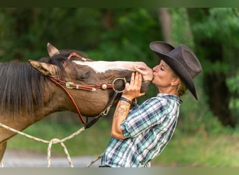 American Quarter Horse, Stallion, 4 years, 14.2 hh, Grullo