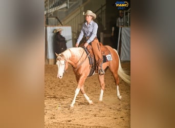 American Quarter Horse, Stallion, 6 years, Overo-all-colors