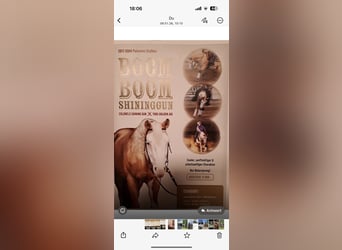 American Quarter Horse, Stallion, 9 years, 13,3 hh, Palomino