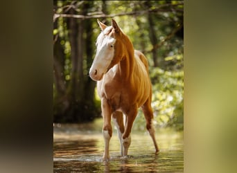 American Quarter Horse, Stallion, 1 year, Palomino