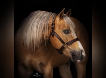 American Quarter Horse, Stallion, 8 years, 14,2 hh, Palomino