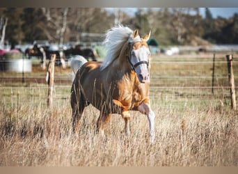 American Quarter Horse, Stallion, 10 years, 14,3 hh, Palomino