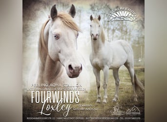 American Quarter Horse, Stallion, 15 years, 14,2 hh, Perlino
