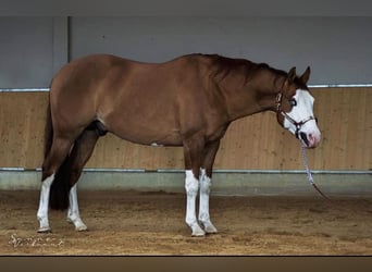 American Quarter Horse, Stallion, 11 years, 16 hh, Red Dun
