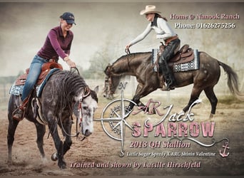 American Quarter Horse, Stallion, 6 years, 14.2 hh