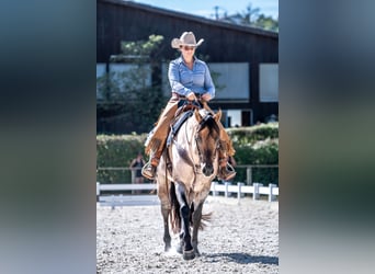 American Quarter Horse, Stallion, 8 years, 15 hh, Roan-Bay