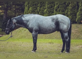 American Quarter Horse, Stallion, 12 years, 14.1 hh, Roan-Blue