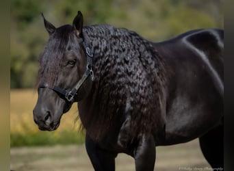 American Quarter Horse, Stallone, 10 Anni, 147 cm, Morello