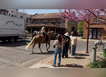 American Quarter Horse, Stallone, 11 Anni, 152 cm