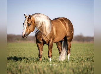 American Quarter Horse, Stallone, 11 Anni, 152 cm