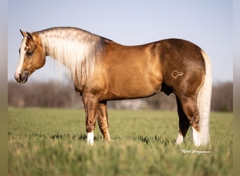 American Quarter Horse, Stallone, 11 Anni, 152 cm