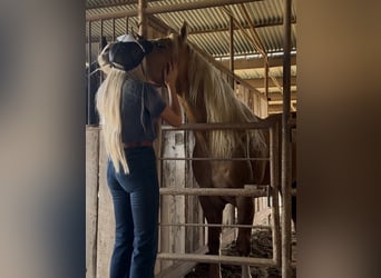 American Quarter Horse, Stallone, 11 Anni, 152 cm