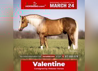 American Quarter Horse, Stallone, 11 Anni, 152 cm