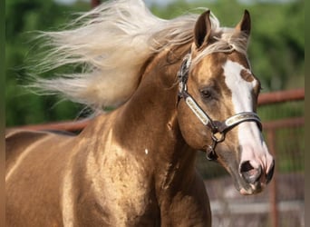 American Quarter Horse, Stallone, 11 Anni, 152 cm