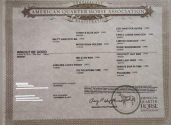 American Quarter Horse, Stallone, 11 Anni, 158 cm, Baio roano