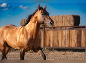 American Quarter Horse, Stallone, 11 Anni, Falbo