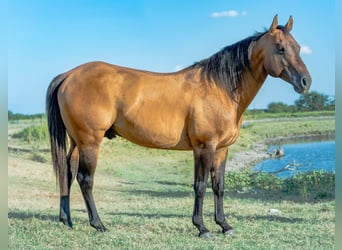 American Quarter Horse, Stallone, 11 Anni, Falbo