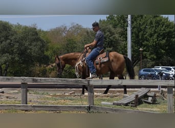 American Quarter Horse, Stallone, 11 Anni, Falbo