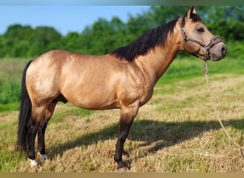 American Quarter Horse, Stallone, 12 Anni, 148 cm, Pelle di daino