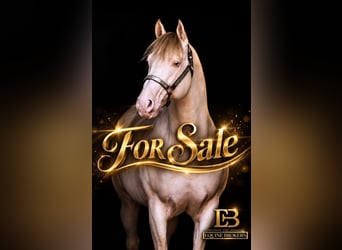 American Quarter Horse, Stallone, 12 Anni, 150 cm, Champagne