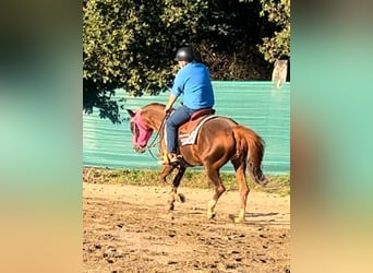 American Quarter Horse, Stallone, 14 Anni, 153 cm