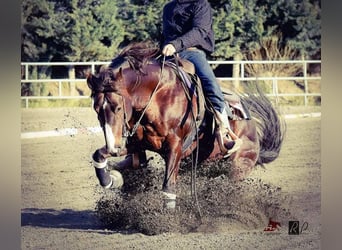 American Quarter Horse, Stallone, 15 Anni, 153 cm, Sauro scuro
