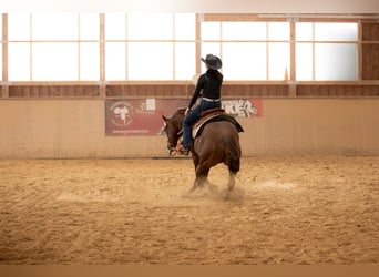 American Quarter Horse, Stallone, 17 Anni, Sauro