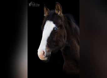 American Quarter Horse, Stallone, 1 Anno, 130 cm, Pelle di daino